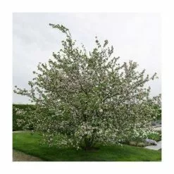 Malus X Robusta 'Red Sentinel' | Crab Apple Tree | 9L Pot | 120-150cm 7 Malus X Robusta 'Red Sentinel' | Crab Apple Tree | 9L Pot | 120-150cm -All Plants Sales Store TR01639L feed image cc4b