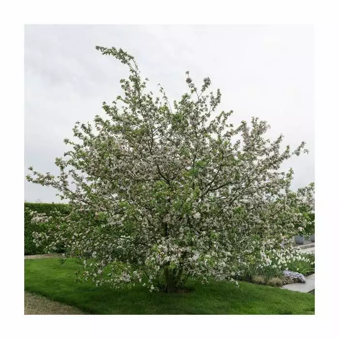Malus X Robusta 'Red Sentinel' | Crab Apple Tree | 9L Pot | 120-150cm 5 Malus X Robusta 'Red Sentinel' | Crab Apple Tree | 9L Pot | 120-150cm - Image 3