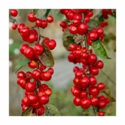 Malus X Robusta 'Red Sentinel' | Crab Apple Tree | 9L Pot | 120-150cm