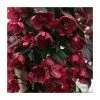 Malus 'Royalty' | Crab Apple Tree | 9L Pot | 120-150cm 1 Malus 'Royalty' | Crab Apple Tree | 9L Pot | 120-150cm -All Plants Sales Store TR01649L rollover image 5e0e