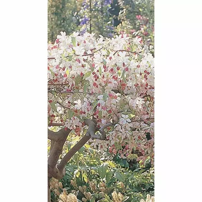 Malus 'Sun Rival' | Crab Apple Tree | Bare Root | 120-150cm 4 Malus 'Sun Rival' | Crab Apple Tree | Bare Root | 120-150cm - Image 2