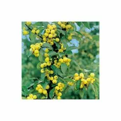 Malus X Zumi 'Golden Hornet' | Crab Apple Tree | 9L Pot | 120-150cm -All Plants Sales Store TR0166 add image 2 5910