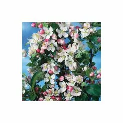 Malus X Zumi 'Golden Hornet' | Crab Apple Tree | 9L Pot | 120-150cm -All Plants Sales Store TR0166 add image 3 d184