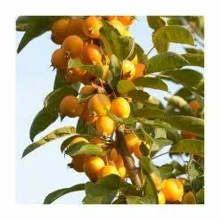 Malus X Zumi 'Golden Hornet' | Crab Apple Tree | 9L Pot | 120-150cm -All Plants Sales Store TR0166 add image 4 6ee5
