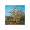 Malus X Zumi 'Golden Hornet' | Crab Apple Tree | 9L Pot | 120-150cm -All Plants Sales Store TR0166 main image c2cd