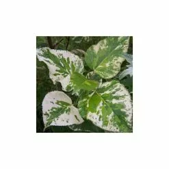 Populus × Jackii 'Aurora | Variated Balm Of Gilead Tree | 9L Pot | 120-150cm