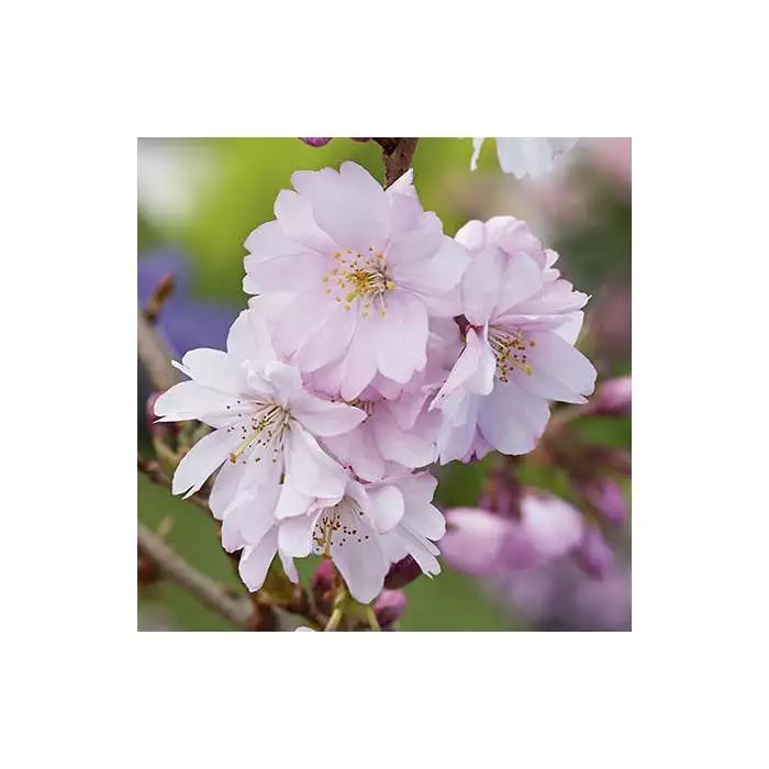 Prunus 'Accolade' | Cherry Blossom Tree | 9L Pot | 120-150cm 5 Prunus 'Accolade' | Cherry Blossom Tree | 9L Pot | 120-150cm - Image 3