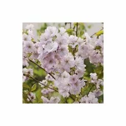 Prunus 'Accolade' | Cherry Blossom Tree | 9L Pot | 120-150cm 12 Prunus 'Accolade' | Cherry Blossom Tree | 9L Pot | 120-150cm -All Plants Sales Store TR01689L add image 2 37e0