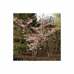 Prunus 'Accolade' | Cherry Blossom Tree | 9L Pot | 120-150cm 13 Prunus 'Accolade' | Cherry Blossom Tree | 9L Pot | 120-150cm -All Plants Sales Store TR01689L add image 3 9292