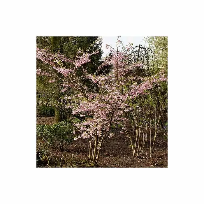 Prunus 'Accolade' | Cherry Blossom Tree | 9L Pot | 120-150cm 7 Prunus 'Accolade' | Cherry Blossom Tree | 9L Pot | 120-150cm - Image 5