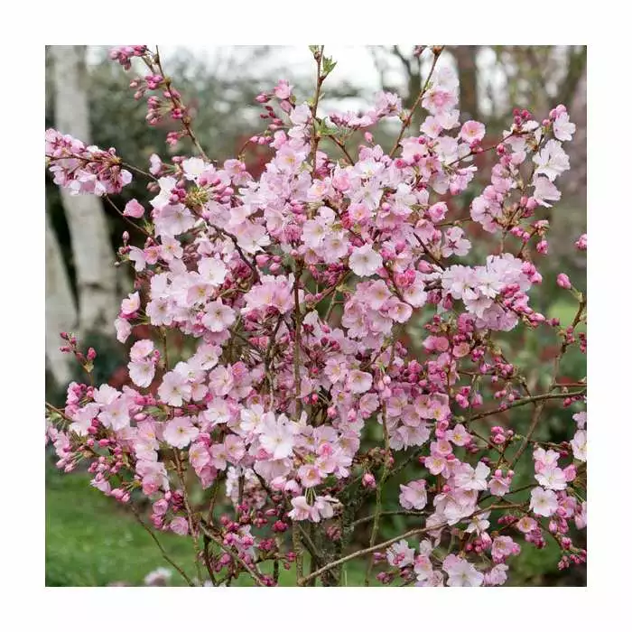 Prunus 'Accolade' | Cherry Blossom Tree | 9L Pot | 120-150cm 4 Prunus 'Accolade' | Cherry Blossom Tree | 9L Pot | 120-150cm - Image 2
