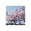 Prunus 'Accolade' | Cherry Blossom Tree | Bare Root | 120-150cm 1 Prunus 'Accolade' | Cherry Blossom Tree | Bare Root | 120-150cm -All Plants Sales Store TR0168BR main image 5b46