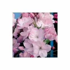 Prunus 'Amanogawa' | Cherry Blossom Tree | 18L Pot | 180-220cm -All Plants Sales Store TR016925L add image 2 096c