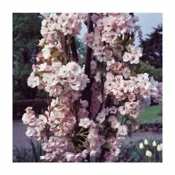 Prunus 'Amanogawa' | Cherry Blossom Tree | 18L Pot | 180-220cm -All Plants Sales Store TR016925L add image 3 855a