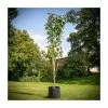 Prunus 'Amanogawa' | Cherry Blossom Tree | 18L Pot | 180-220cm -All Plants Sales Store TR016925L rollover image 678d