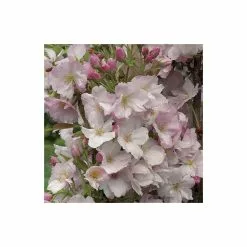 Prunus 'Amanogawa' | Cherry Blossom Tree | 9L Pot | 120-150cm -All Plants Sales Store TR01699L add image 3 aa35