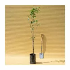 Prunus 'Amanogawa' | Cherry Blossom Tree | 9L Pot | 120-150cm -All Plants Sales Store TR01699L add image 4 25c5