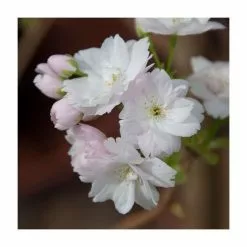 Prunus 'Amanogawa' | Cherry Blossom Tree | 9L Pot | 120-150cm -All Plants Sales Store TR01699L add image 6 c96e