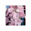 Prunus 'Amanogawa' | Cherry Blossom Tree | 9L Pot | 120-150cm 2 Prunus 'Amanogawa' | Cherry Blossom Tree | 9L Pot | 120-150cm -All Plants Sales Store TR01699L rollover image 54a2