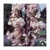 Prunus 'Amanogawa' | Cherry Blossom Tree | Bare Root | 120-150cm -All Plants Sales Store TR0169BR rollover image cdc5