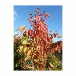 Prunus 'Fragrant Cloud' | 'Shizuka' Tree | Cherry Blossom Tree | Bare Root | 120-150cm