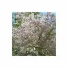 Prunus 'The Bride' | Cherry Blossom Tree | Bare Root | 120-150cm 2 Prunus 'The Bride' | Cherry Blossom Tree | Bare Root | 120-150cm -All Plants Sales Store TR0171BR main image 92c4