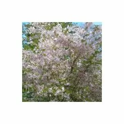 Prunus 'The Bride' | Cherry Blossom Tree | Bare Root | 120-150cm