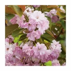 Prunus 'Kanzan' | Cherry Blossom Tree | 18L Pot | 200-240cm Half Standard 17 Prunus 'Kanzan' | Cherry Blossom Tree | 18L Pot | 200-240cm Half Standard -All Plants Sales Store TR017218L add image 3 a5ab