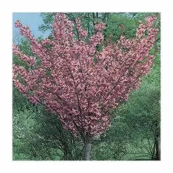 Prunus 'Kanzan' | Cherry Blossom Tree | 18L Pot | 200-240cm Half Standard 20 Prunus 'Kanzan' | Cherry Blossom Tree | 18L Pot | 200-240cm Half Standard -All Plants Sales Store TR017218L add image 6 47c7