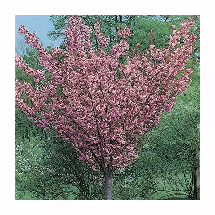 Prunus 'Kanzan' | Cherry Blossom Tree | 18L Pot | 200-240cm Half Standard 10 Prunus 'Kanzan' | Cherry Blossom Tree | 18L Pot | 200-240cm Half Standard - Image 8