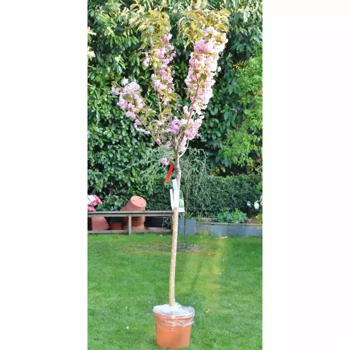 Prunus 'Kanzan' | Cherry Blossom Tree | 18L Pot | 200-240cm Half Standard 11 Prunus 'Kanzan' | Cherry Blossom Tree | 18L Pot | 200-240cm Half Standard - Image 9
