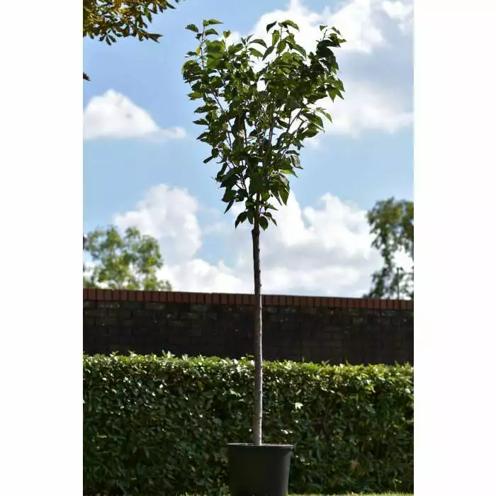 Prunus 'Kanzan' | Cherry Blossom Tree | 18L Pot | 200-240cm Half Standard 13 Prunus 'Kanzan' | Cherry Blossom Tree | 18L Pot | 200-240cm Half Standard - Image 11