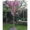 Prunus 'Kanzan' | Cherry Blossom Tree | 18L Pot | 200-240cm Half Standard -All Plants Sales Store TR017218L main image 4891
