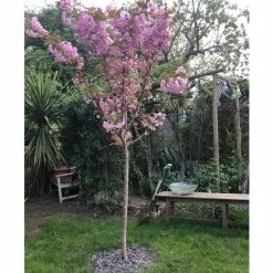 Prunus 'Kanzan' | Cherry Blossom Tree | 18L Pot | 200-240cm Half Standard