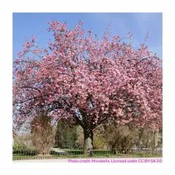 Prunus 'Kanzan' | Cherry Blossom Tree | 9L Pot | 120-150cm -All Plants Sales Store TR01729L add image 3 1209