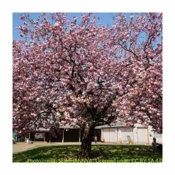 Prunus 'Kanzan' | Cherry Blossom Tree | 9L Pot | 120-150cm -All Plants Sales Store TR01729L add image 4 530a