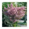 Prunus 'Kanzan' | Cherry Blossom Tree | 9L Pot | 120-150cm -All Plants Sales Store TR01729L main image a028