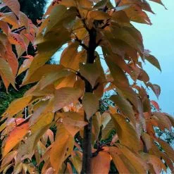 Prunus 'Kanzan' | Cherry Blossom Tree | Bare Root | 120-150cm 14 Prunus 'Kanzan' | Cherry Blossom Tree | Bare Root | 120-150cm -All Plants Sales Store TR0172BR add image 1 4811