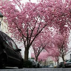 Prunus 'Kanzan' | Cherry Blossom Tree | Bare Root | 120-150cm 15 Prunus 'Kanzan' | Cherry Blossom Tree | Bare Root | 120-150cm -All Plants Sales Store TR0172BR add image 2 d306