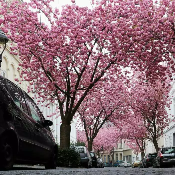 Prunus 'Kanzan' | Cherry Blossom Tree | Bare Root | 120-150cm 6 Prunus 'Kanzan' | Cherry Blossom Tree | Bare Root | 120-150cm - Image 4