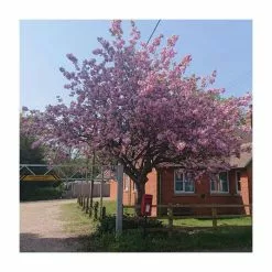 Prunus 'Kanzan' | Cherry Blossom Tree | Bare Root | 120-150cm 21 Prunus 'Kanzan' | Cherry Blossom Tree | Bare Root | 120-150cm -All Plants Sales Store TR0172BR add image 8 07d9