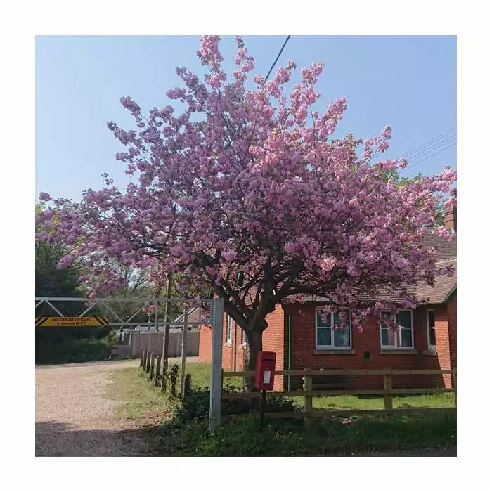 Prunus 'Kanzan' | Cherry Blossom Tree | Bare Root | 120-150cm 12 Prunus 'Kanzan' | Cherry Blossom Tree | Bare Root | 120-150cm - Image 10