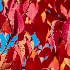 Prunus 'Kiku-shidare-zakura' | Weeping Cherry Blossom Tree | 18L Pot | 180-220cm Half Standard 11 Prunus 'Kiku-shidare-zakura' | Weeping Cherry Blossom Tree | 18L Pot | 180-220cm Half Standard -All Plants Sales Store TR017318L add image 2 aa1b