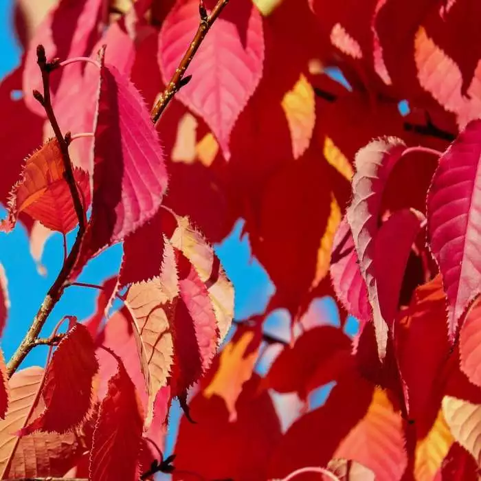 Prunus 'Kiku-shidare-zakura' | Weeping Cherry Blossom Tree | 18L Pot | 180-220cm Half Standard 6 Prunus 'Kiku-shidare-zakura' | Weeping Cherry Blossom Tree | 18L Pot | 180-220cm Half Standard - Image 4