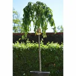 Prunus 'Kiku-shidare-zakura' | Weeping Cherry Blossom Tree | 18L Pot | 180-220cm Half Standard 13 Prunus 'Kiku-shidare-zakura' | Weeping Cherry Blossom Tree | 18L Pot | 180-220cm Half Standard -All Plants Sales Store TR017318L add image 4 4550