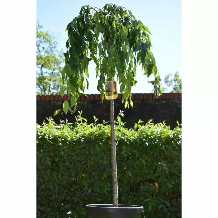 Prunus 'Kiku-shidare-zakura' | Weeping Cherry Blossom Tree | 18L Pot | 180-220cm Half Standard 8 Prunus 'Kiku-shidare-zakura' | Weeping Cherry Blossom Tree | 18L Pot | 180-220cm Half Standard - Image 6