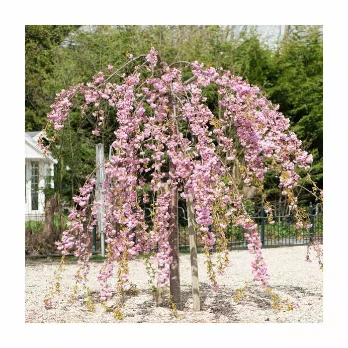Prunus 'Kiku-shidare-zakura' | Weeping Cherry Blossom Tree | 18L Pot | 180-220cm Half Standard 3 Prunus 'Kiku-shidare-zakura' | Weeping Cherry Blossom Tree | 18L Pot | 180-220cm Half Standard
