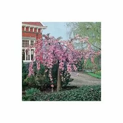 Prunus 'Kiku-shidare-zakura' | Weeping Cherry Blossom Tree | 9L Pot | 120-150cm -All Plants Sales Store TR01739L add image 2 80f2