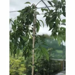 Prunus 'Kiku-shidare-zakura' | Weeping Cherry Blossom Tree | 9L Pot | 120-150cm -All Plants Sales Store TR01739L add image 8 efbd