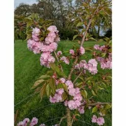 Prunus 'Kiku-shidare-zakura' | Weeping Cherry Blossom Tree | 9L Pot | 120-150cm -All Plants Sales Store TR01739L add image 9 5a4a